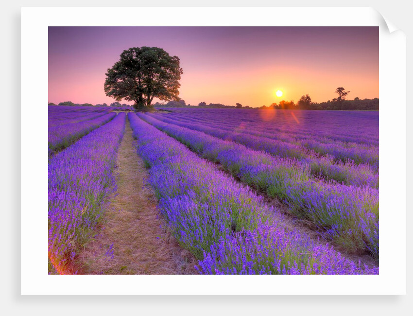 Lavender field at sunset by Assaf Frank